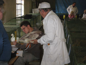 agro2